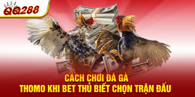 Cách chơi đá gà Thomo khi bet thủ biết chọn trận đấu   