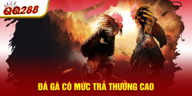 Đá gà có mức trả thưởng cao