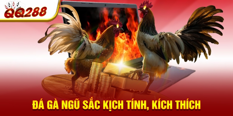 Đá gà ngũ sắc kịch tính, kích thích