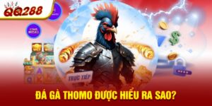 Đá gà Thomo được hiểu ra sao? 