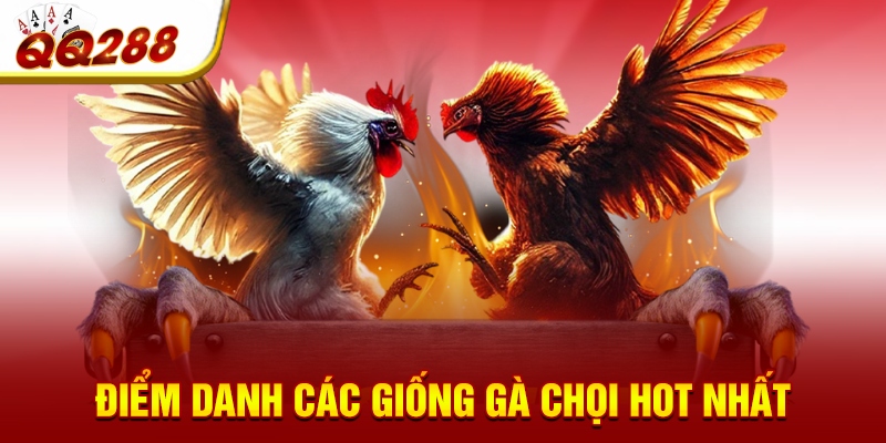 Điểm danh các giống gà chọi hot nhất