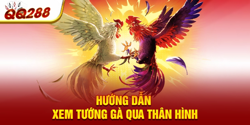 Hướng dẫn xem tướng gà qua thân hình