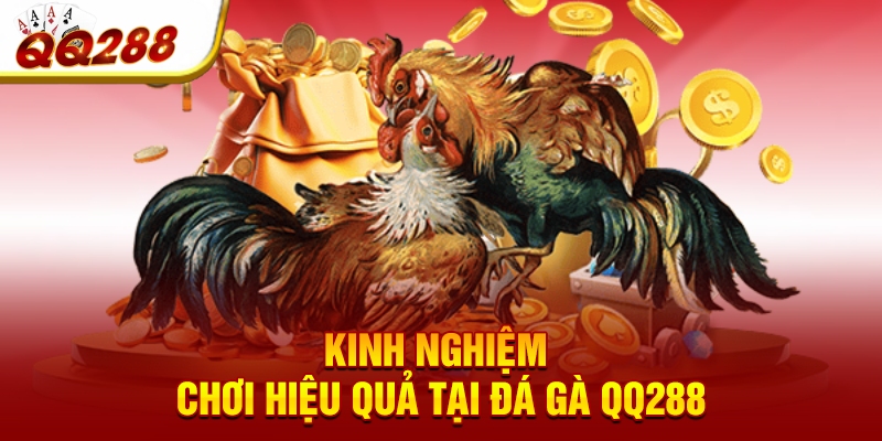 Kinh nghiệm chơi hiệu quả tại đá gà QQ288