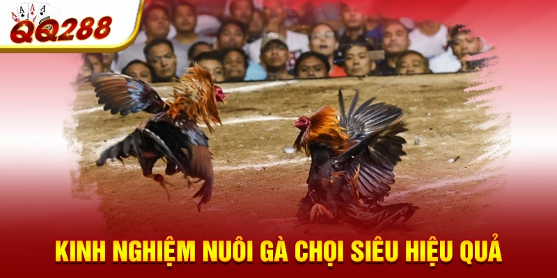 Kinh nghiệm nuôi gà chọi siêu hiệu quả