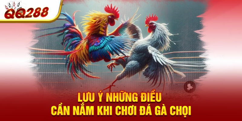 Lưu ý những điều cần nắm khi chơi đá gà chọi