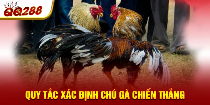 Quy tắc xác định chú gà chiến thắng