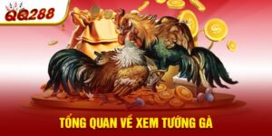 Tổng quan về xem tướng gà